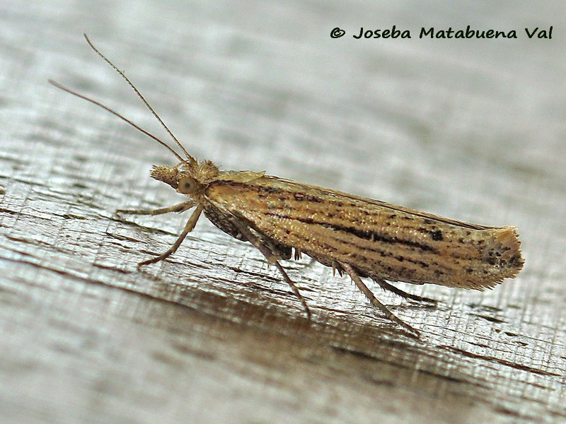 Micro da id - Ypsolopha ustella, Ypsolophidae